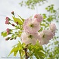 #5 Prunus s. Taizo/ Angel's Blush/Flowering Cherry