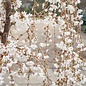 #7 Prunus x 'Snow Fountains'/White Weeping Cherry High Graft