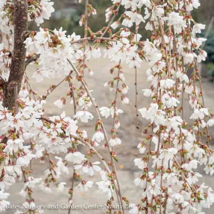 Topiary #7 Prunus x Snow Fountains/ White Weeping Flowering Cherry HIGH GRAFT