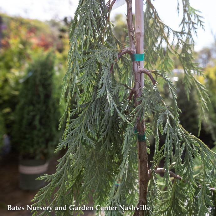 #5 Chamaecyparis nootka Pendula/Weeping Alaskan Cypress
