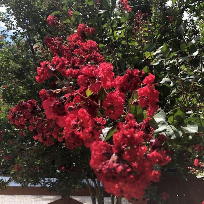 #15 Lagerstroemia Red Rocket/ Ruby-red Crape Myrtle