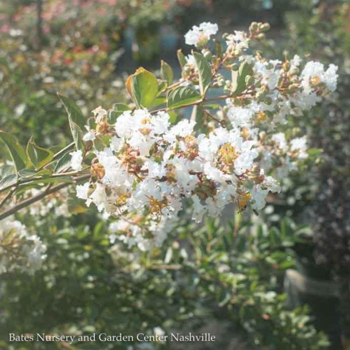 #5 Lagerstroemia x Acoma/ White Dwarf Crape Myrtle