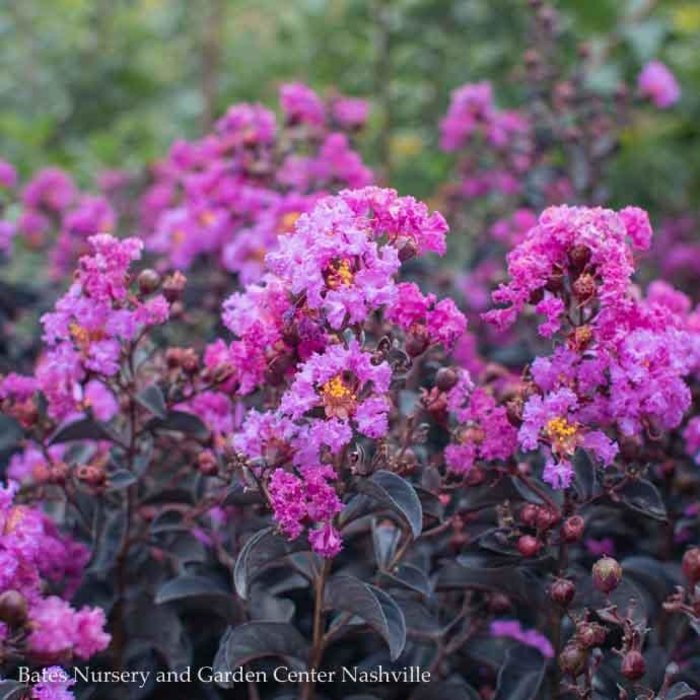 #7 Lagerstroemia Black Diamond 'Purely Purple'/ Crape Myrtle