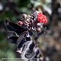 #7 Lagerstroemia x Thunderstruck 'Coral Boom'/ Dark Leaves Semi-dwarf Crape Myrtle