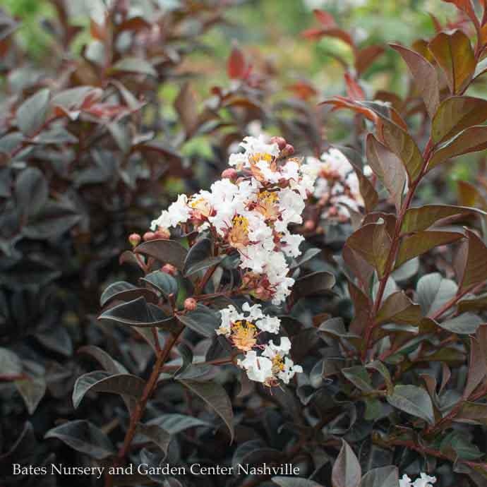 #7 Lagerstroemia x Thunderstruck 'White Flash'/ Dark Leaves Crape Myrtle