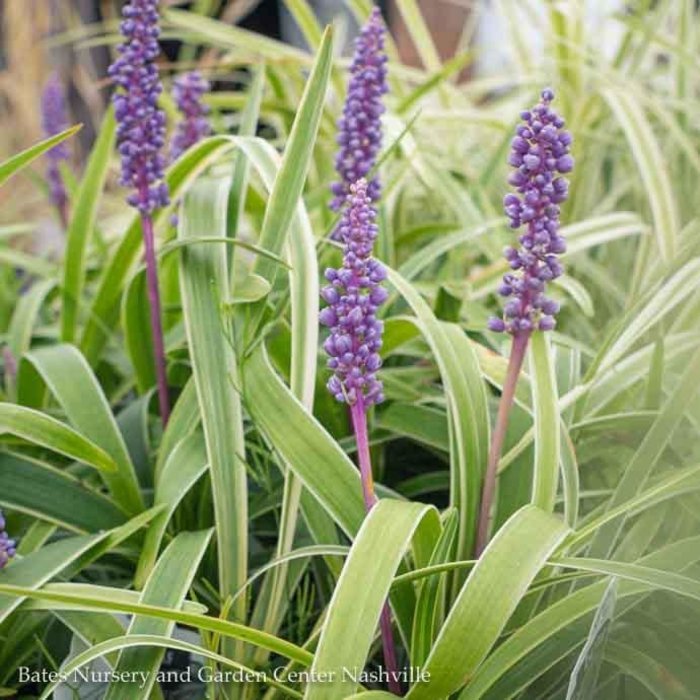 #1 Liriope muscari Variegata/ Variegated Monkey Grass