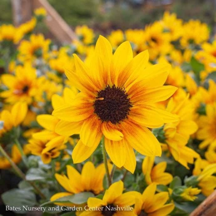 Tropical #2 Helianthus Sunbelievable/Brown-Eyed Girl Sunflower Non Warranty