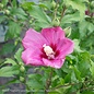 #3 Hibiscus syr PW Lil' Kim RED/ Rose of Sharon/ Althea