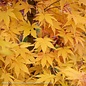 #1 Acer pal Sango Kaku/ Upright Japanese Coral Bark Maple