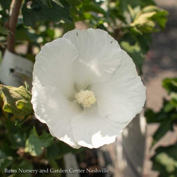#2 Hibiscus syr White Angel/Rose Of Sharon/Althea
