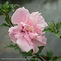#2 Hibiscus syr Pink Chiffon/Rose Of Sharon/Althea