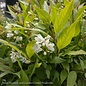 #3 Deutzia grac Nikko/ Dwarf Double White