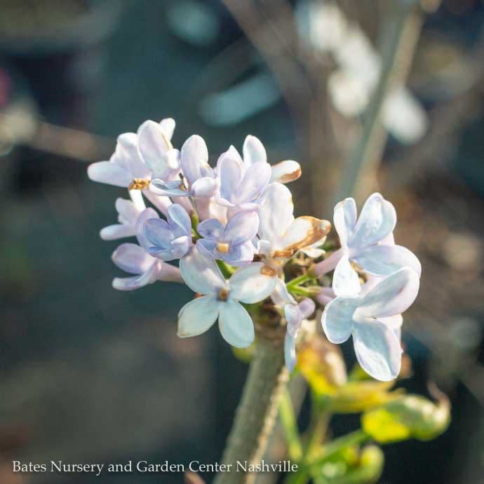 #5 Syringa v Blue Skies/Common Lilac