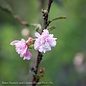#3 Prunus glandulosa /Pink Flowering Almond