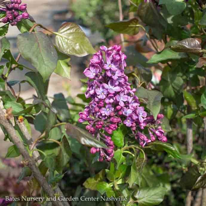 #5 Syringa x Old Glory/Lilac Bluish-purple