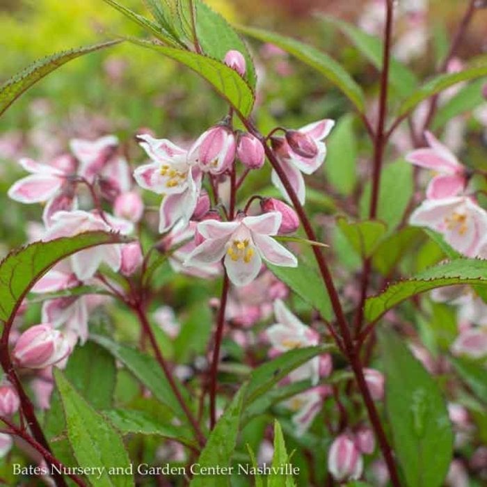 #2 Deutzia x rosea Nikko BLUSH/ Soft Pink