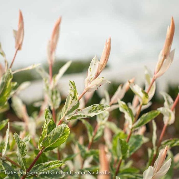 #1 Salix integra Flamingo/ Variegated Dappled Willow