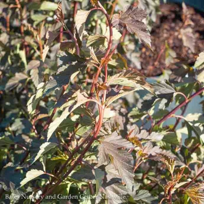 #3 Physocarpus opul PW Summer Wine/ Ninebark Native (TN)