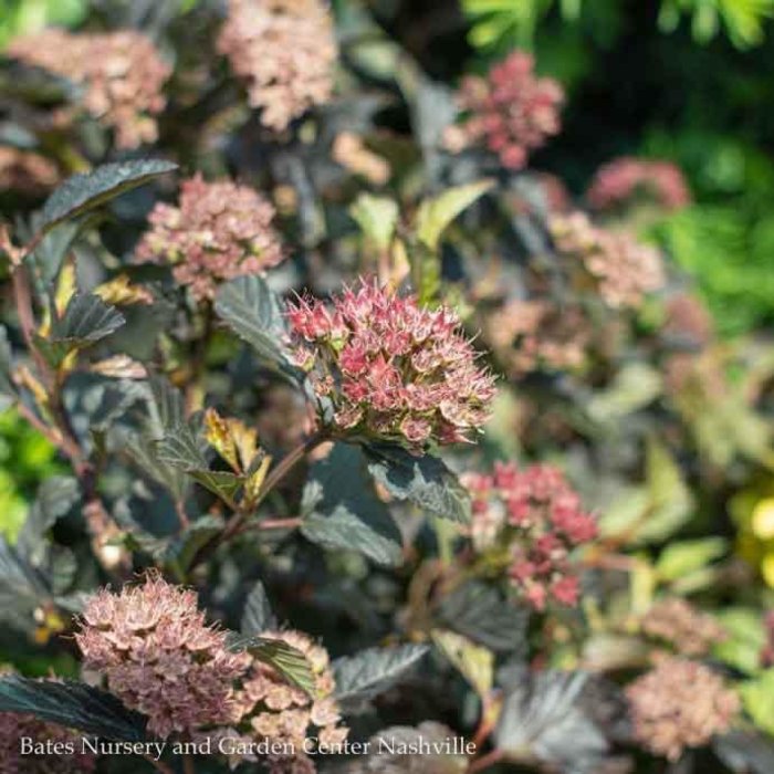 #2 Physocarpus opulifolius Petite Plum/ Ninebark Native (TN)