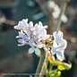 #2 Syringa v Blue Skies/Common Lilac