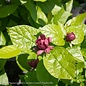 #3 Calycanthus fl Aphrodite/Allspice Sweetshrub