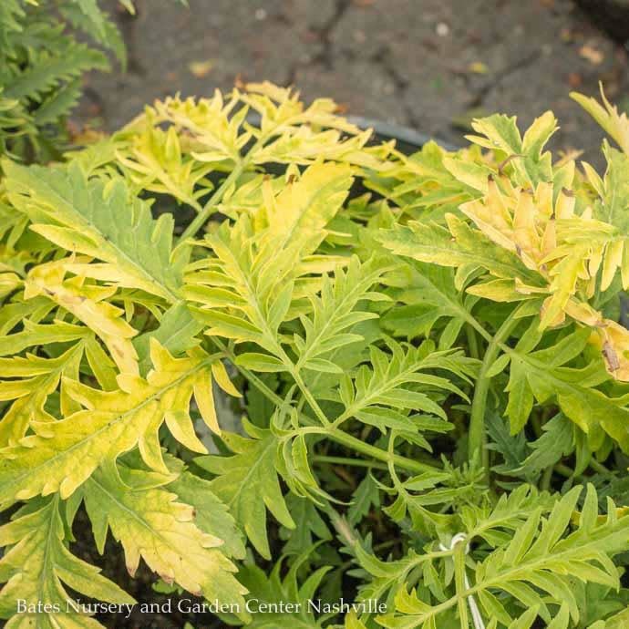 #3 Sambucus racemosa Morden Golden Glow/ Elderberry