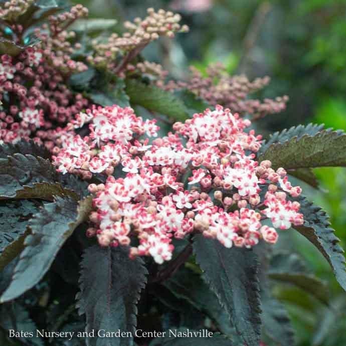 #3 Sambucus nigra Black Tower/ Columnar Elderberry