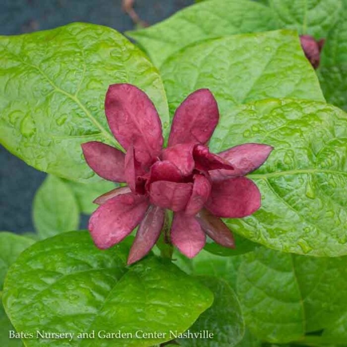 #3 Calycanthus x raul Hartlage Wine/ Allspice Sweetshrub