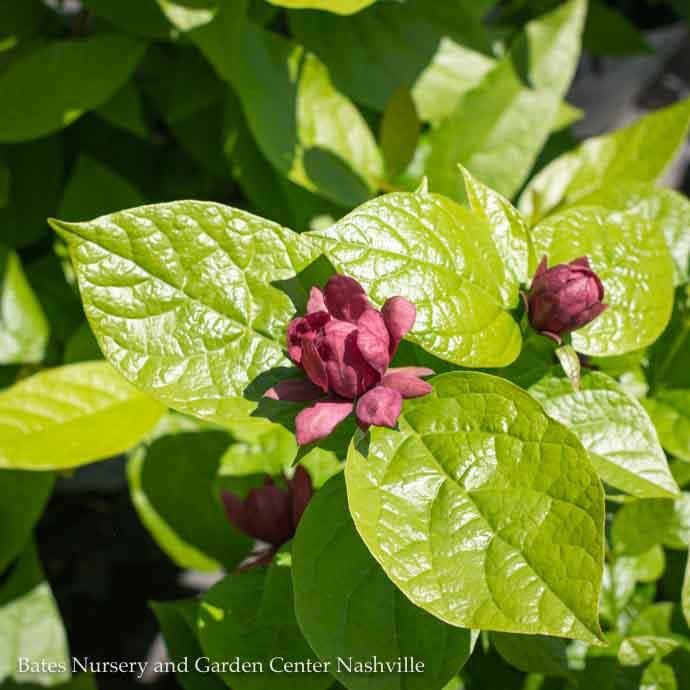 #3 Calycanthus x PW Aphrodite/ Allspice Sweetshrub