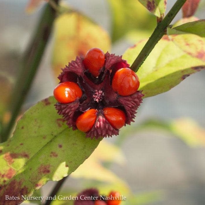 #3 Euonymus americanus/Strawberry Bush Native Hearts-a-Bustin
