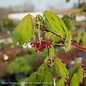 #15 BOX Acer japonica Rising Sun/ Fullmoon Maple
