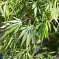 #6 Acer pal Omure yama/ Upright Cascading Green Japanese Maple