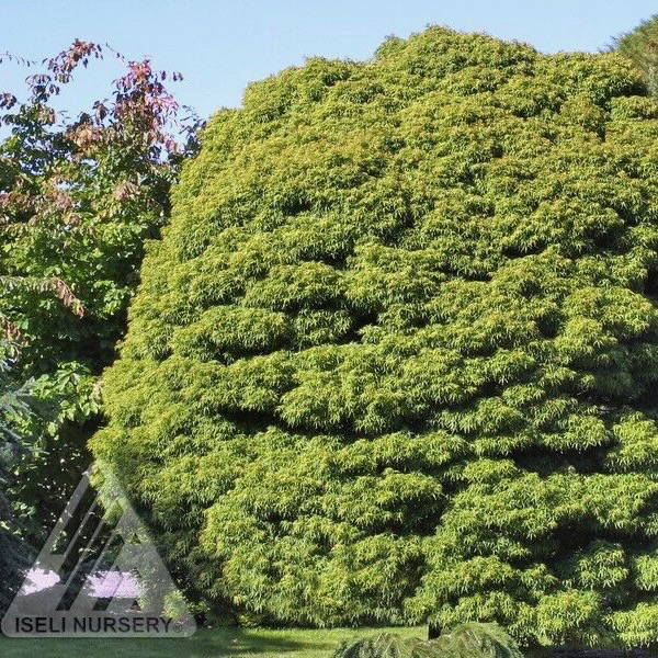 Topiary #6 PT 24" Acer pal Sharp's Pygmy/Japanese Maple Green Dwarf Patio Tree