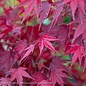 #15 BOX Acer pal Tobiosho/Japanese Maple Green Upright
