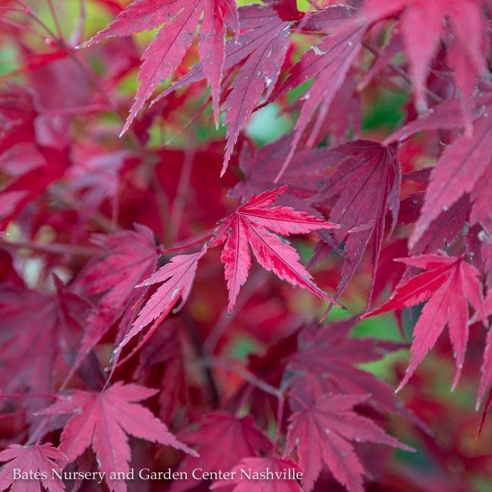 #15 Acer pal Tobiosho/Japanese Maple Green Upright - Bates Nursery