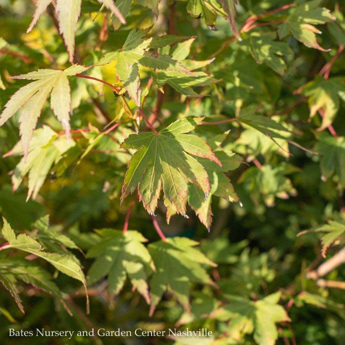 #15 BOX Acer pal Tobiosho/Japanese Maple Green Upright