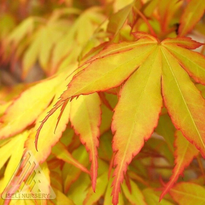 #6 Acer pal Katsura/ Yellow-Green Upright Japanese Maple