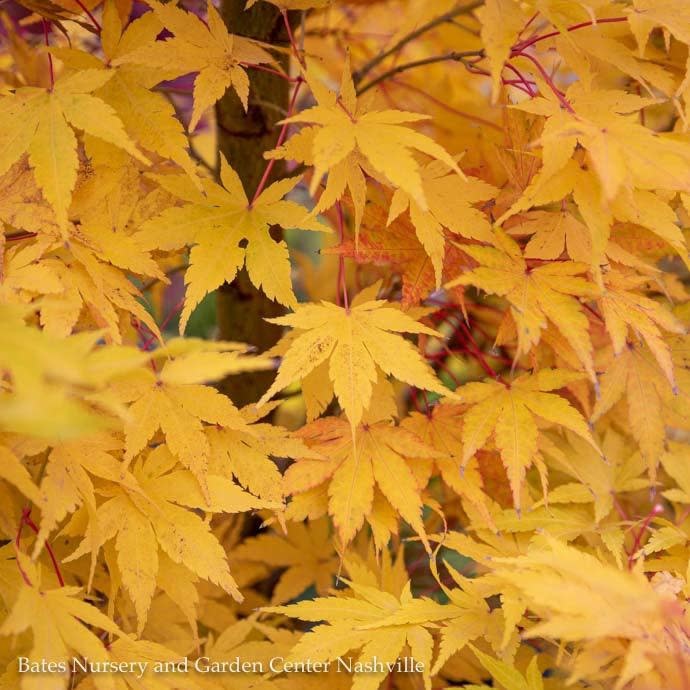 #25 Acer pal Sango Kaku/Coral Bark Japanese Maple Yellow Upright