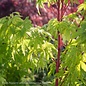 #25 Acer pal Sango Kaku/Coral Bark Japanese Maple Yellow Upright