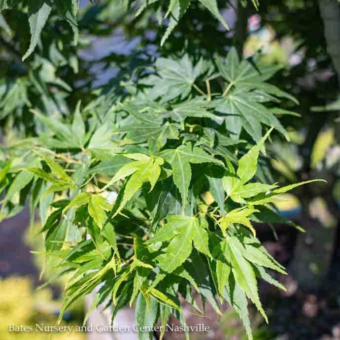 #15 BOX Acer pal Mikawa yatsubusa/ Dwarf Green Japanese Maple