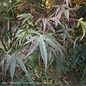 #15 BOX Acer pal Pung Kil/ Red Upright Threadleaf Japanese Maple