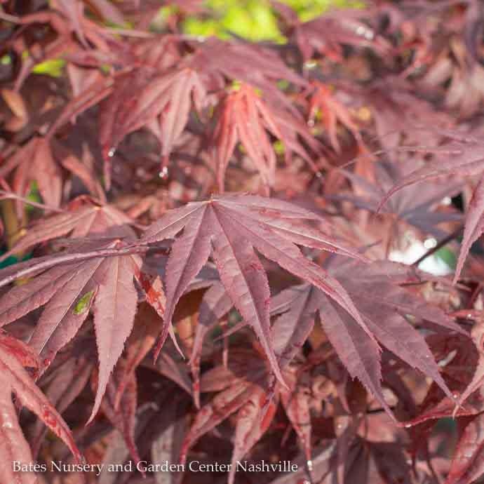 #6 Acer pal Bloodgood/Upright Red Japanese Maple