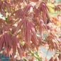 #15 Acer pal Iijima sunago/Japanese Maple Red-Orange Upright