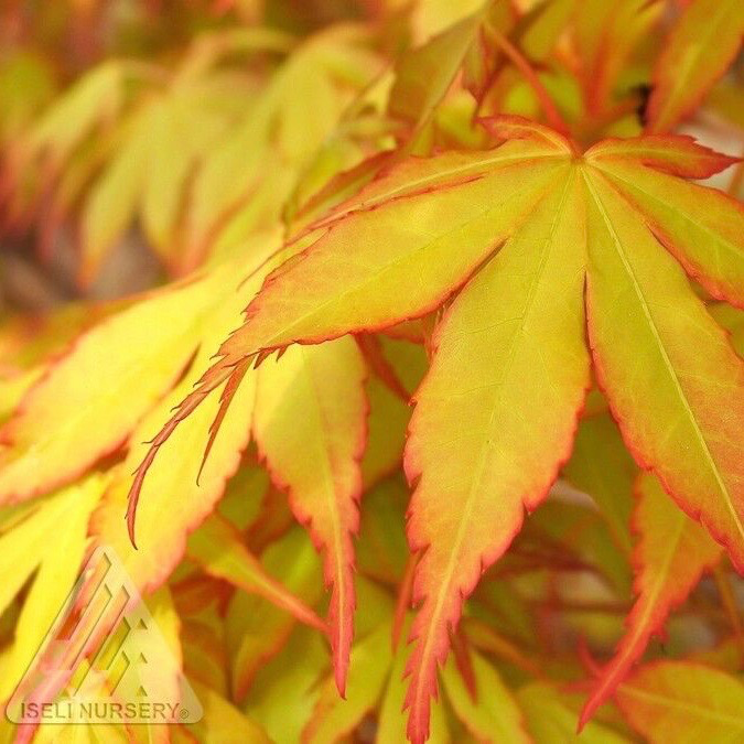 #3 Acer pal Katsura/ Yellow-Green Upright Japanese Maple