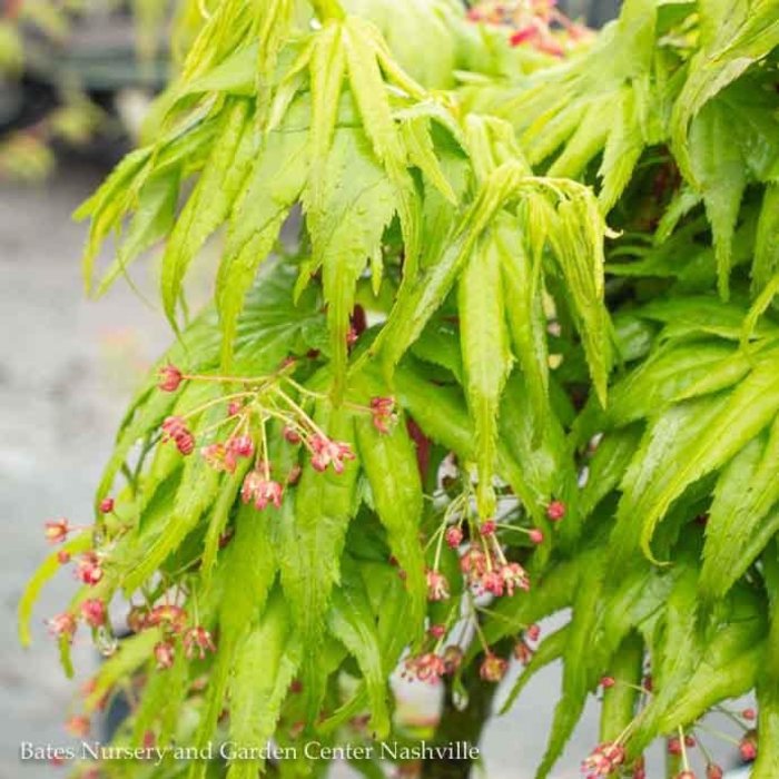 #20 BOX Acer pal Mikawa yatsubusa/ Dwarf Green Japanese Maple