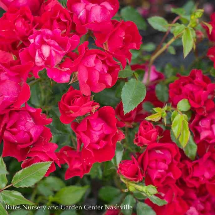 R60-Roses - Shrub #3 Rosa 'Meigalpio'/Red Drift Shrub Rose - No Warranty -  Bates Nursery & Garden Center