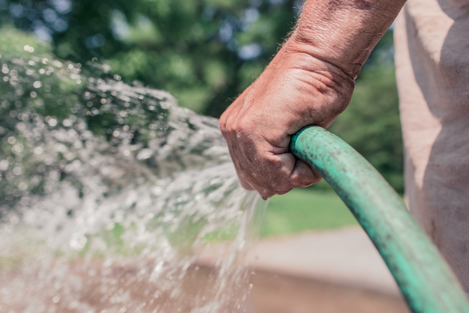 How and When to Water Your Trees and Shrubs