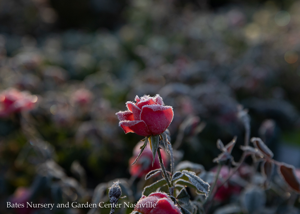 How to Prepare Your Garden for a Freeze