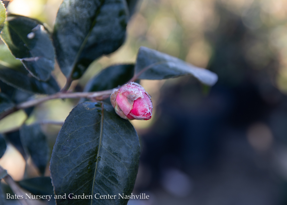 Sunny Valentines and Gardening