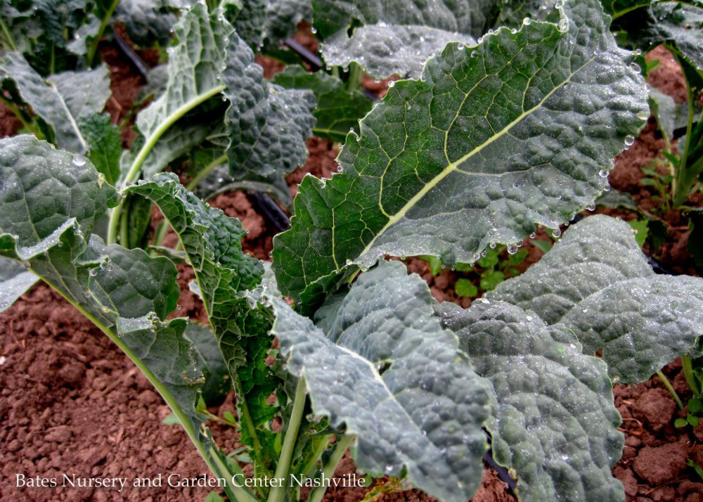 Vegetable Gardening Basics